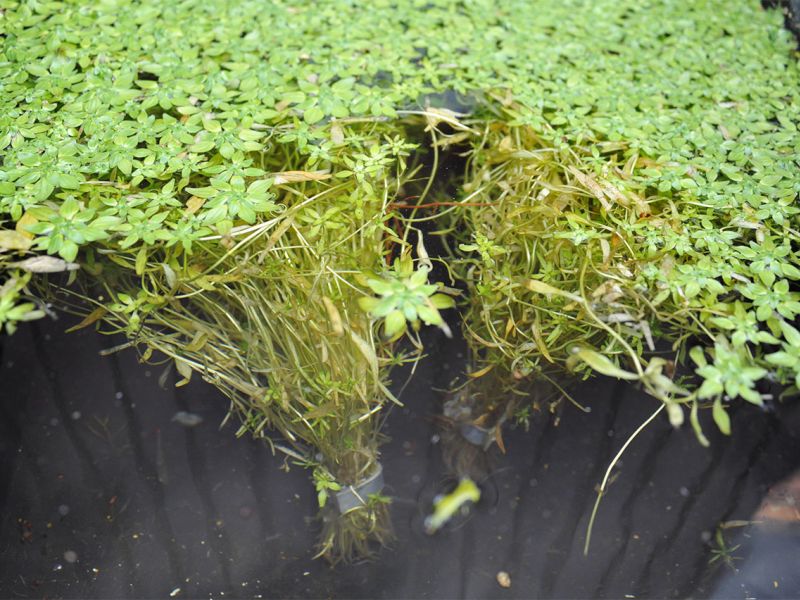 aquarium & vijver planten